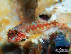 Unfamiliar (for me) Triplefin during a dive at 'Manta All... by Marco Waagmeester 